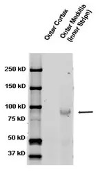 ENaC Beta antibody