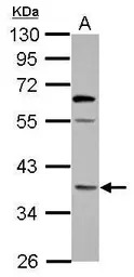 OXNAD1 antibody