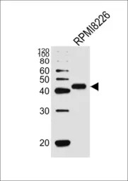 CD38 antibody, C-term