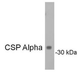 Cysteine String Protein alpha 