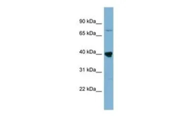 WDR55 antibody, Internal