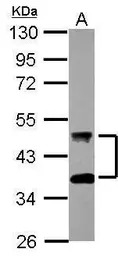 DNAJA4 antibody [N3C3]