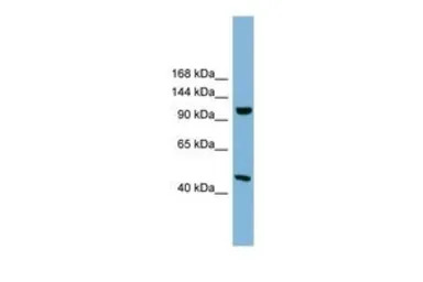 C17ORF71 antibody, Internal