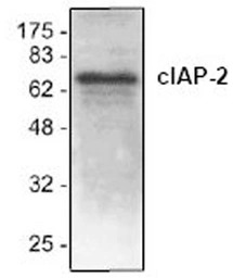 cIAP2 antibody