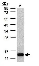 COX6A2 antibody [N3C3]
