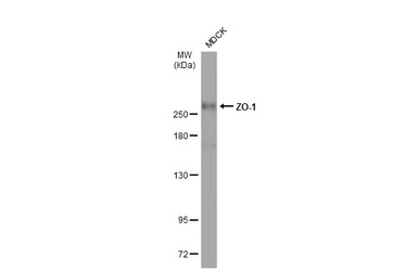 ZO-1 antibody