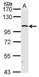 KHS antibody [N3C1], Internal