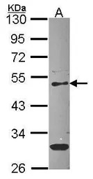 PEDF antibody [N1C2]