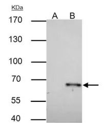 TRAF6 antibody [N2C2], Interna