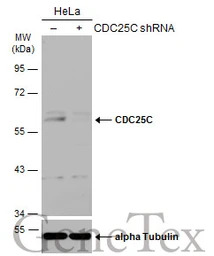 CDC25C antibody