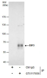 EBF3 antibody [C1C3]