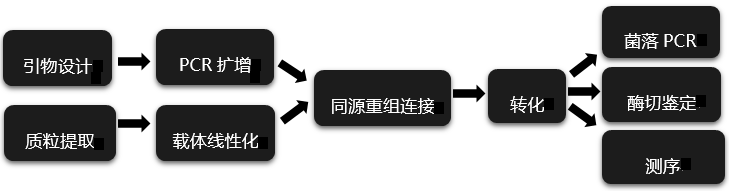 载体构建实验流程-辉骏生物
