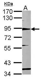 CD168 / RHAMM antibody [N1N2],