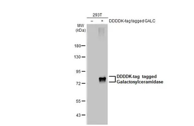 Galactosylceramidase antibody 