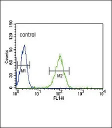 eNOS antibody, N-term
