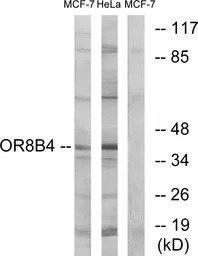 OR8B4 antibody