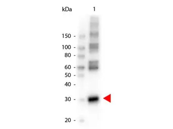 Asparaginase antibody (HRP)