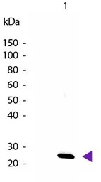 IL27 antibody (Biotin)