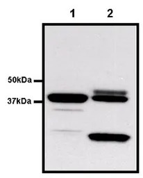 GST tag antibody [8-826]
