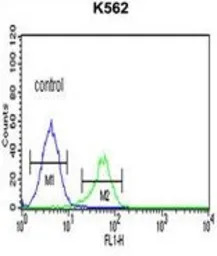 Cathepsin E antibody, Internal