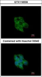 TXNL2 antibody [N2C3]