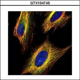 VDAC2 antibody [C2C3], C-term