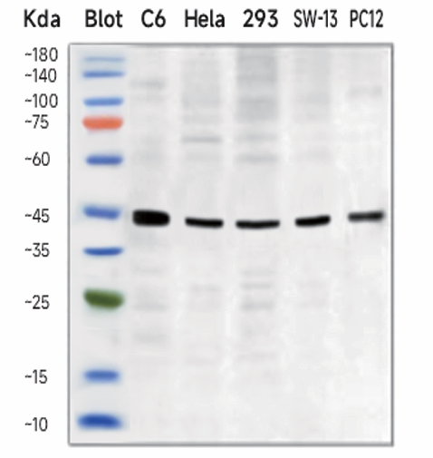 重磅新品|ChemiScope S7 一体式超高灵敏度化学发光成像仪发布