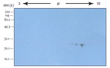 组织线粒体分离试剂盒
