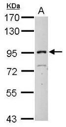 ITIH3 antibody [N1N3]
