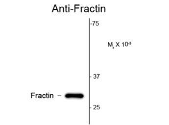 Fractin antibody