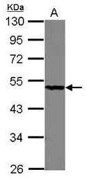 PGD antibody