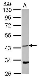 NDRG4 antibody