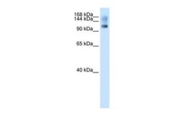 SFRS8 antibody, N-term