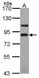 TRIF antibody [C3], C-term