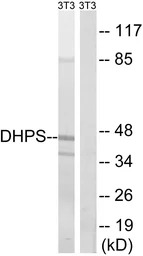 DHPS antibody