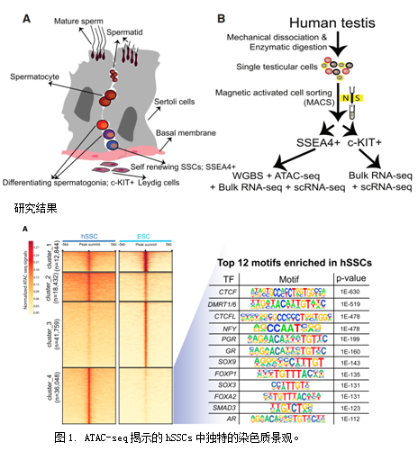 ATAC-seq 案例分析结果图 1