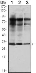Rab25 antibody [3F12]