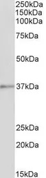 Annexin A1 antibody, C-term