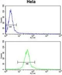 Derlin 1 antibody, C-term