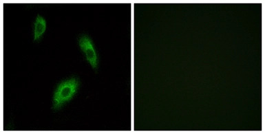 GPR174 antibody