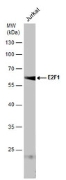 E2F1 antibody [16G7]