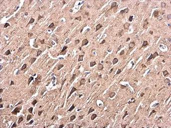 p38 MAPK antibody [N1C3-2]