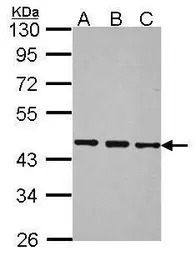 BRF2 antibody [N1C1]