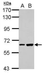 SPATA16 antibody