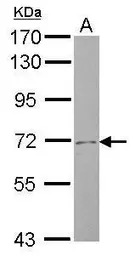 SLC4A8 antibody [N1N2], N-term