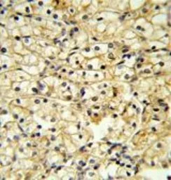 CD40L / CD154 antibody, C-term