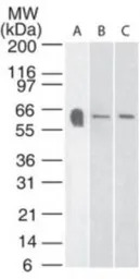 5-HT3A receptor antibody