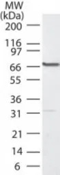 PLK1 antibody