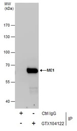 ME1 antibody