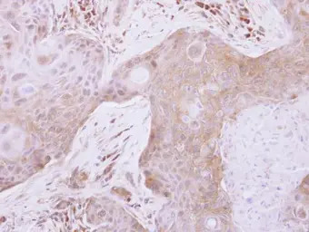 TXNL2 antibody [N2C3]